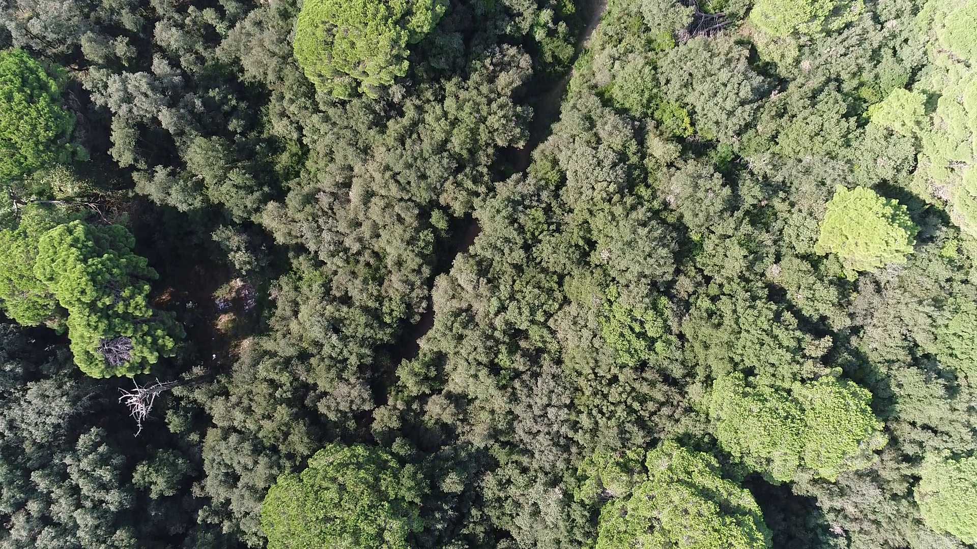 La tenuta di Procoio vista dal drone: tanta natura da difendere